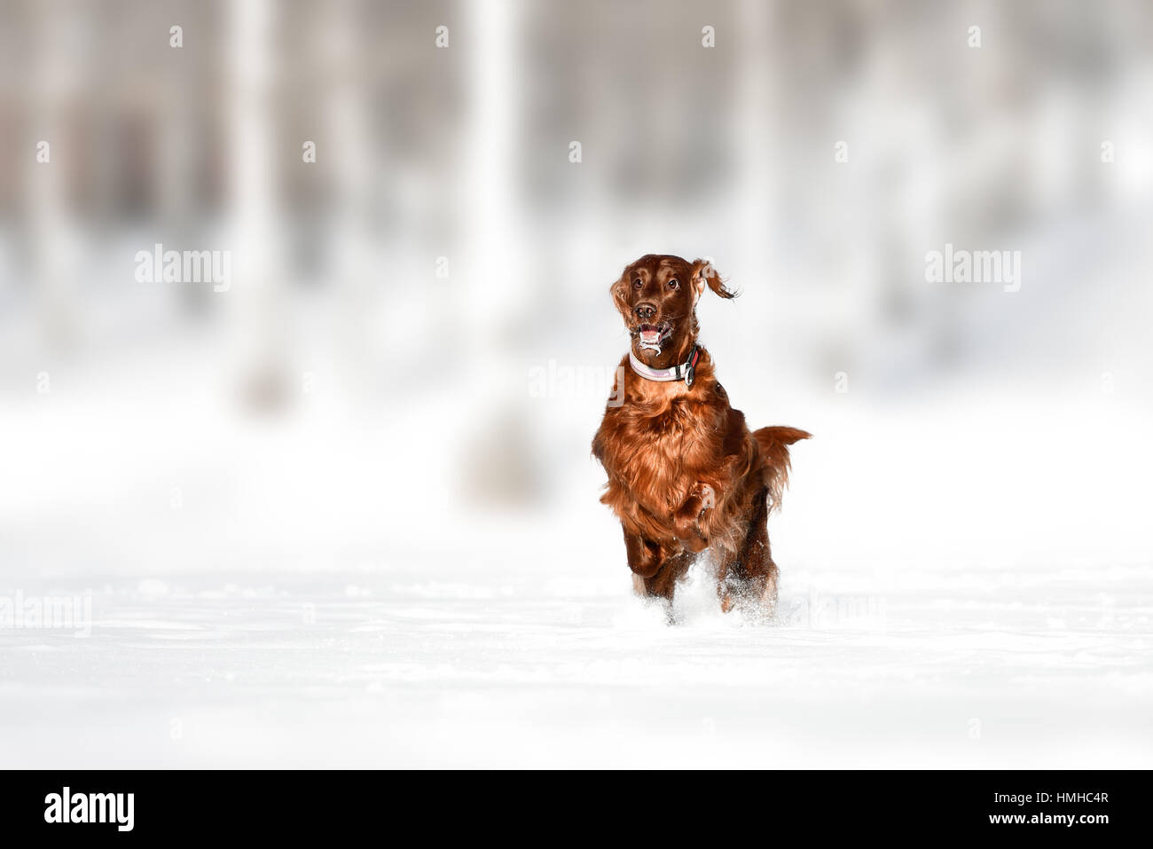 Roten Irish Red Setter Hund im Schneefeld Stockfoto