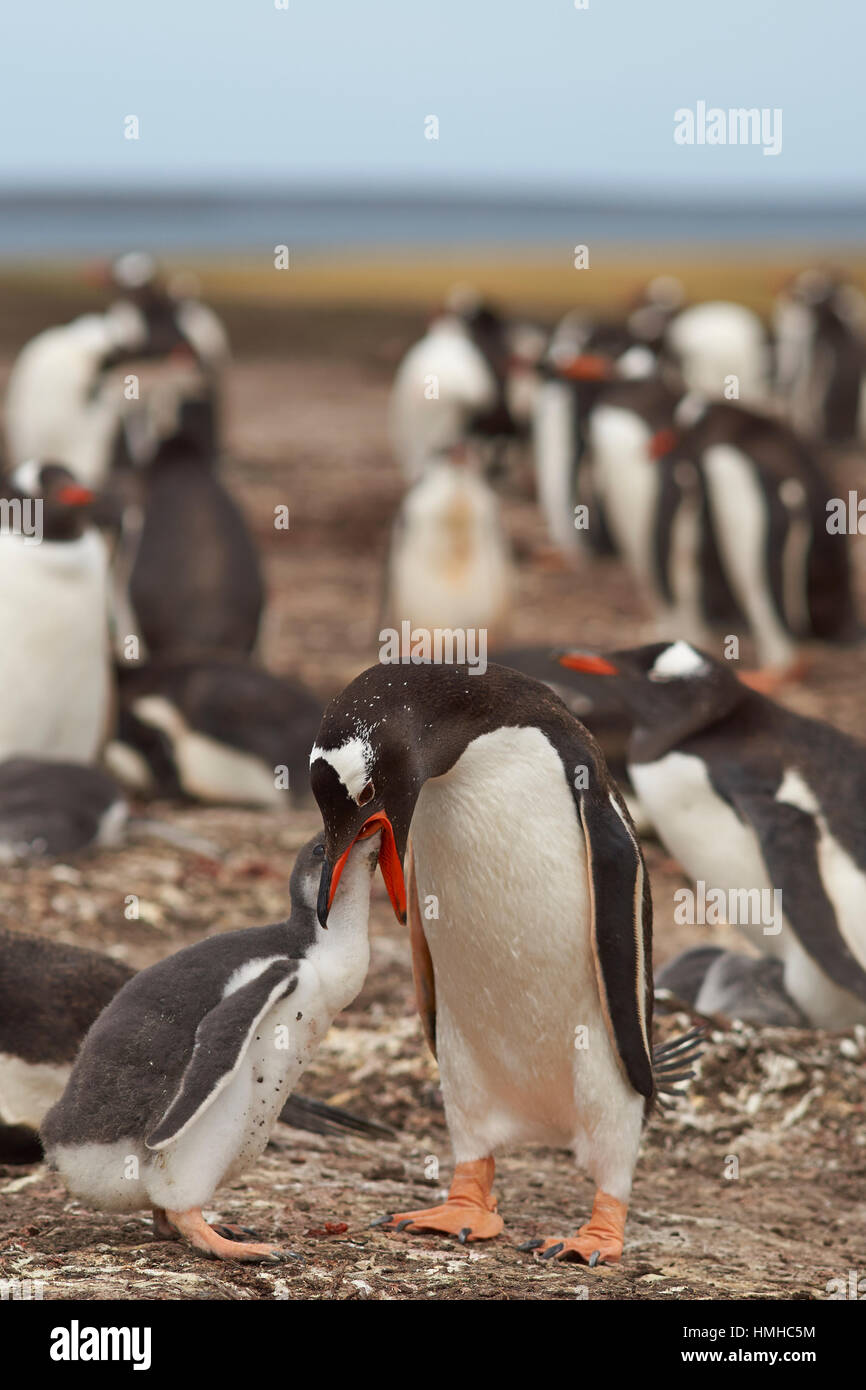 Gentoo Penguin (Pygoscelis Papua) erbrechend Nahrung füttern ihre Küken auf Bleaker Island auf den Falkland-Inseln Stockfoto