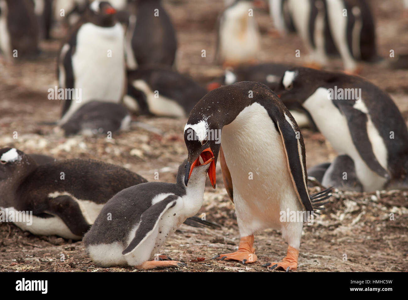 Gentoo Penguin (Pygoscelis Papua) erbrechend Nahrung füttern ihre Küken auf Bleaker Island auf den Falkland-Inseln Stockfoto