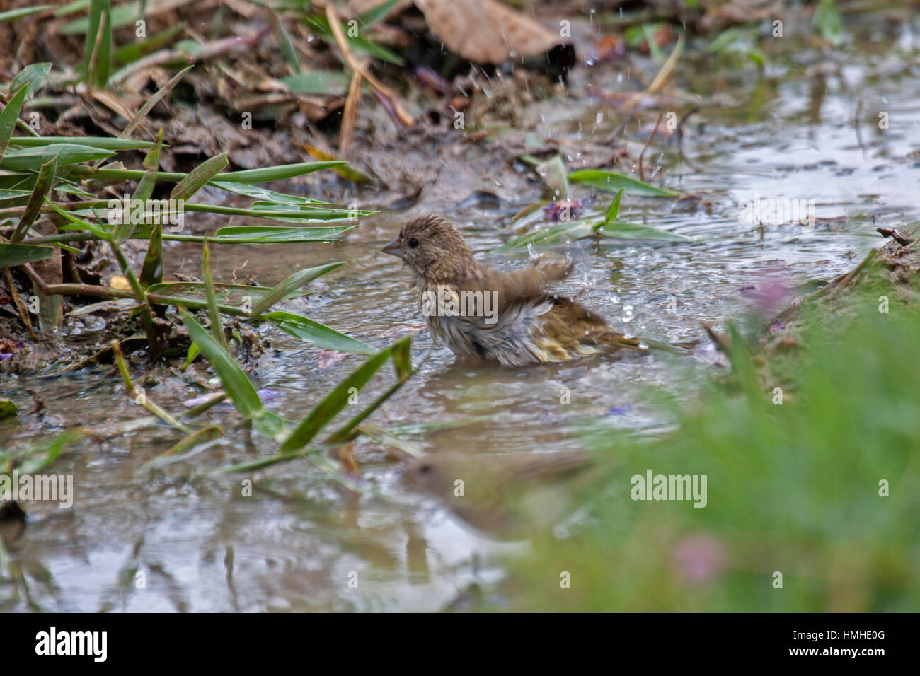 Safran Finch weiblich Baden im Graben in Brasilien Stockfoto