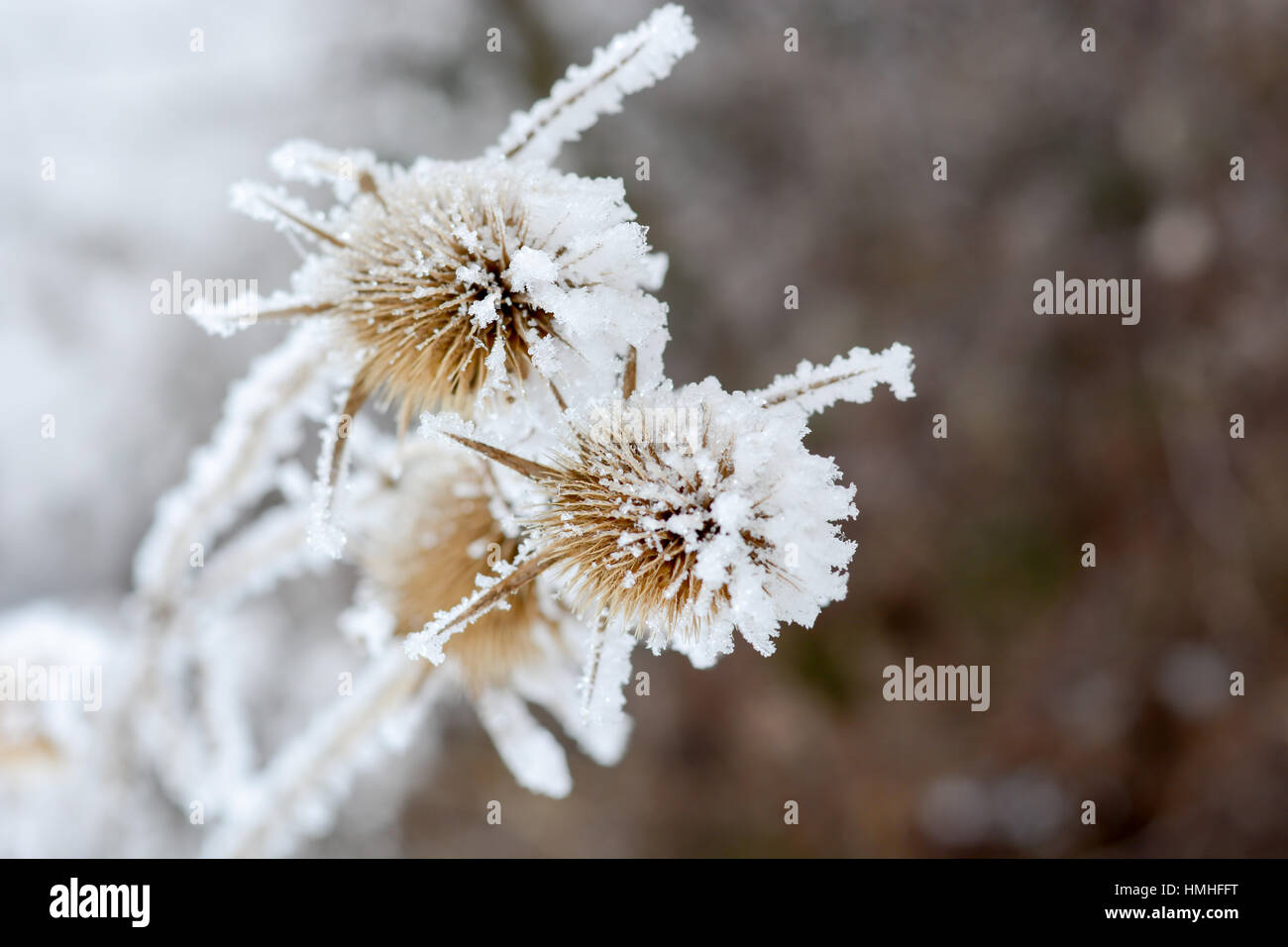 Winter Pflanzen, Trockenblumen mit Schichten von Schnee. Bur in der Frost. Eine Wildpflanze im Schnee Stockfotografie