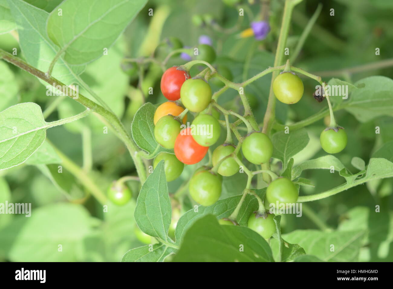 Unreife Früchte von toxischen und Invasive Bittersüße Nachtschatten-Rebe. Es ist auch bekannt als Solanum Dulcamara, Fellenwort, Schlange Berry und viele andere Namen Stockfoto