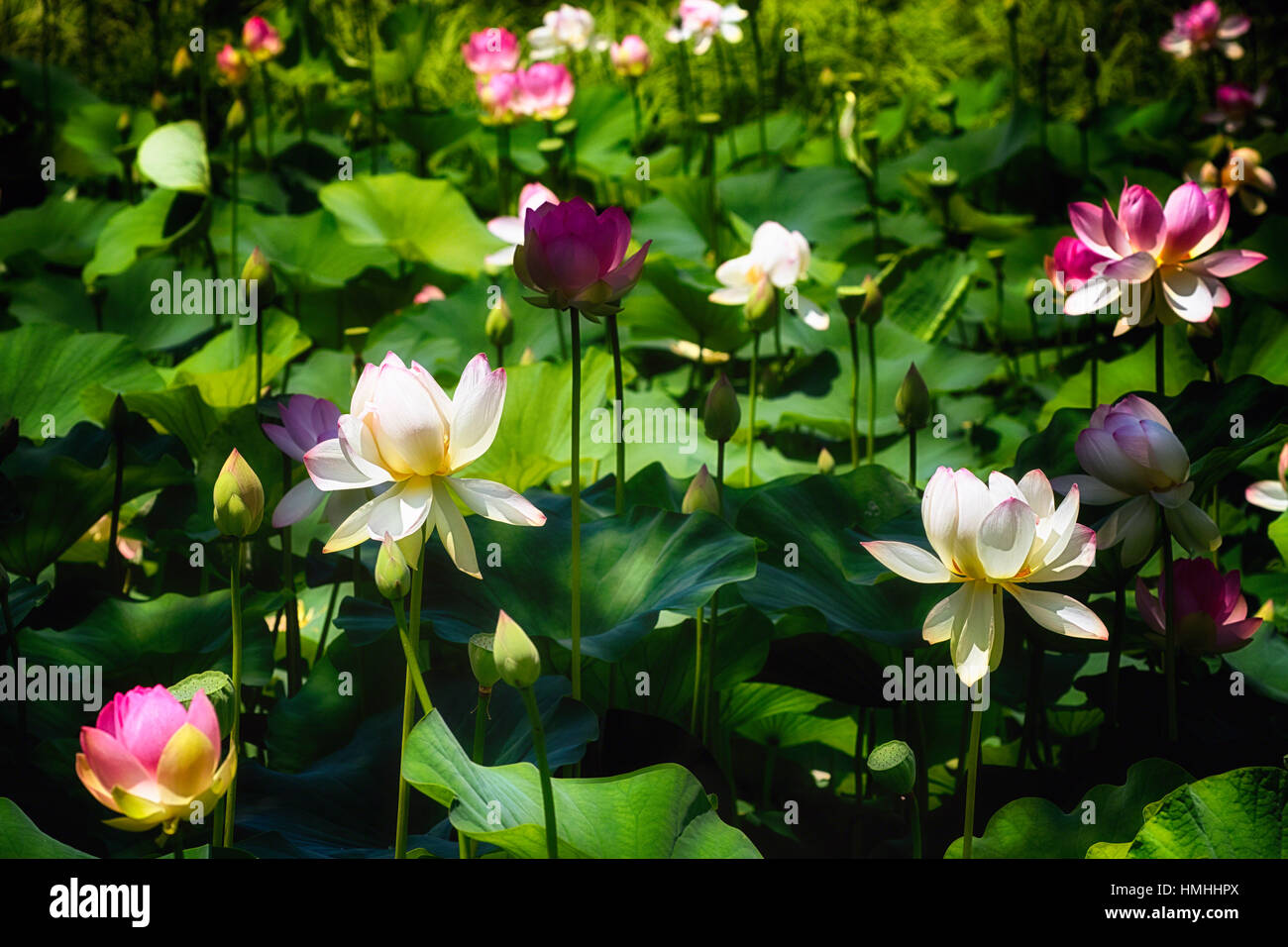 Blühende Lotus Blumen im freien Stockfoto