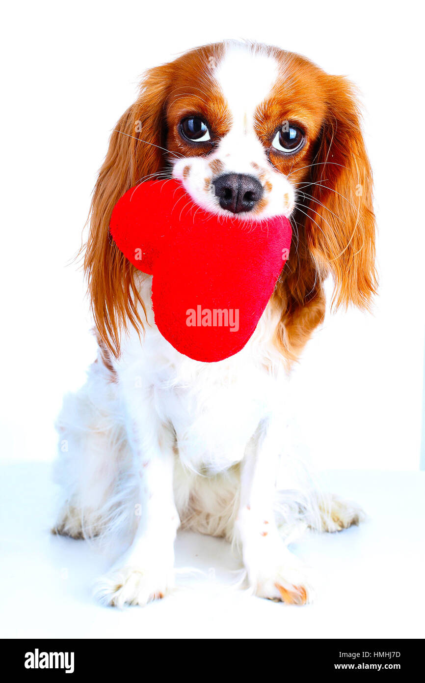 Valentinstag Hundehalstuch & Stirnband Set – Für Kleine Bis Große Hunde, "Mama's Kleiner Valentinstag" (rot)