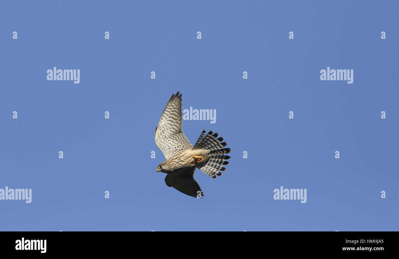 Ein Turmfalke (Falco Tinnunculus) im Flug Jagd nach Nahrung. Stockfoto