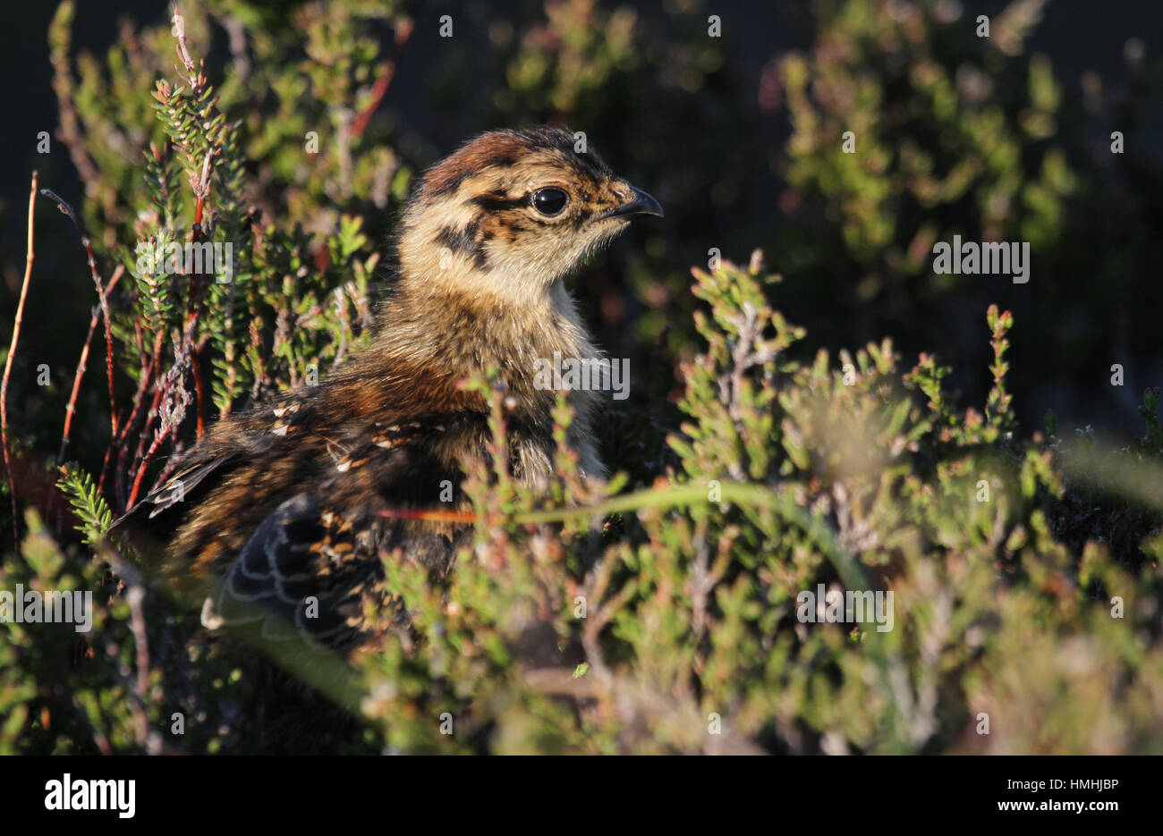 Eine niedliche Moorschneehuhn (Lagopus Lagopus) Küken versteckt in die Heide in den schottischen Highlands. Stockfoto