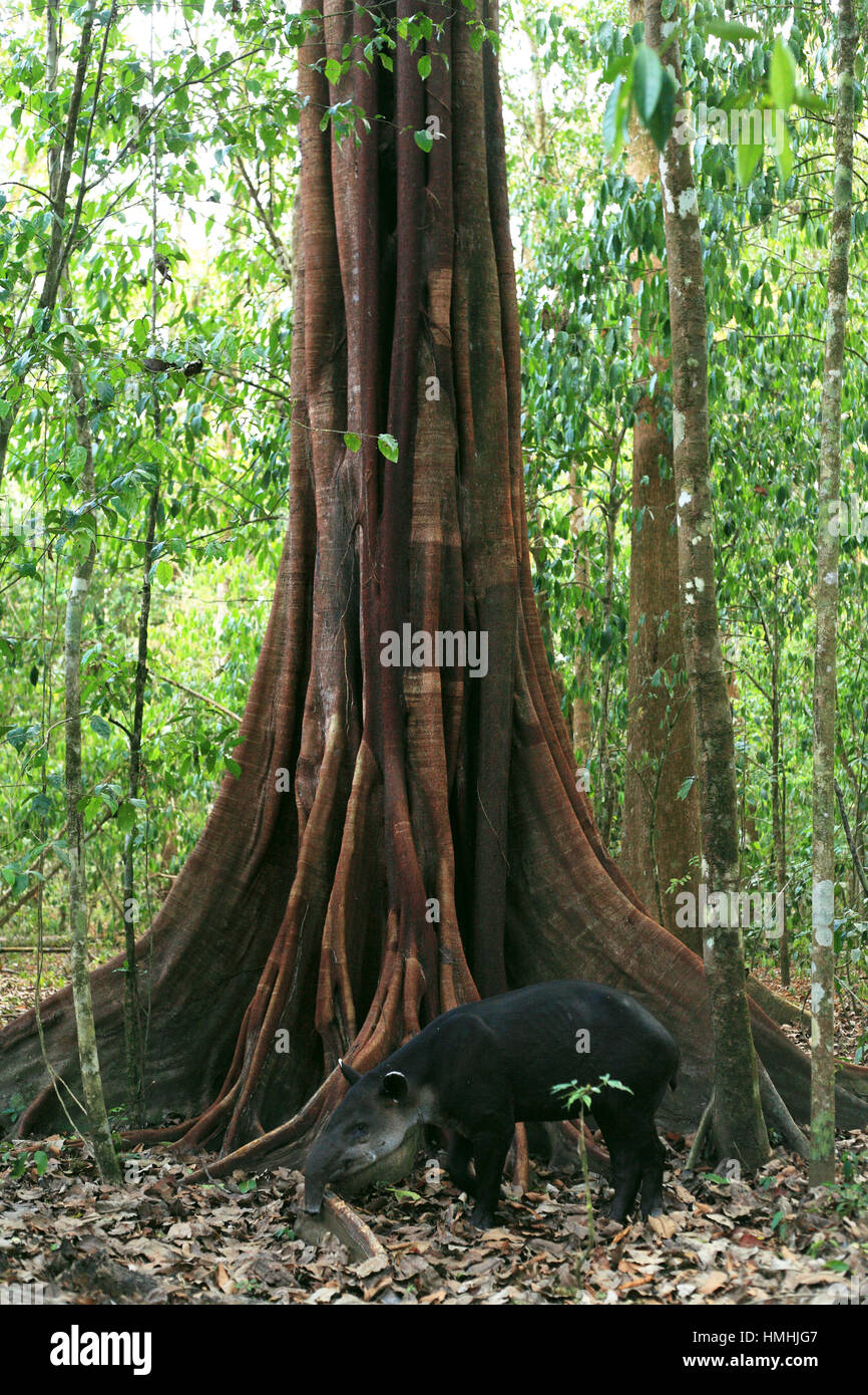 Baird Tapir (Tapirus Bairdii) ernähren sich von Fallobst auf Basis der Feigenbaum. Corcovado Nationalpark, Osa Halbinsel, Costa Rica. Stockfoto