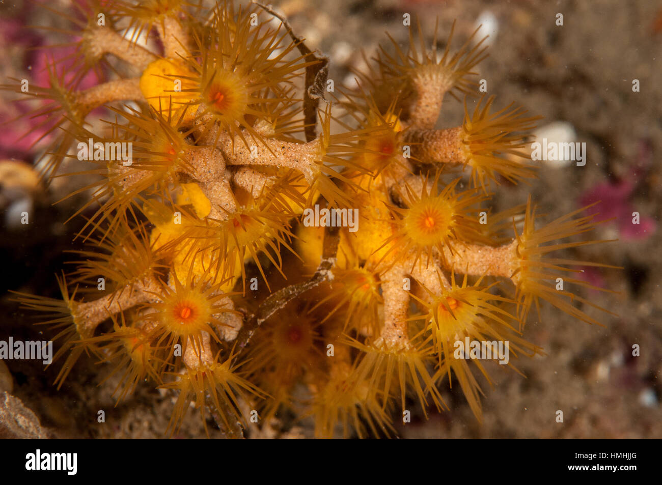 gelbe Cluster Anemone (Parazoanthus Axinellae), L'escala, Costa Brava, Katalonien, Spanien Stockfoto