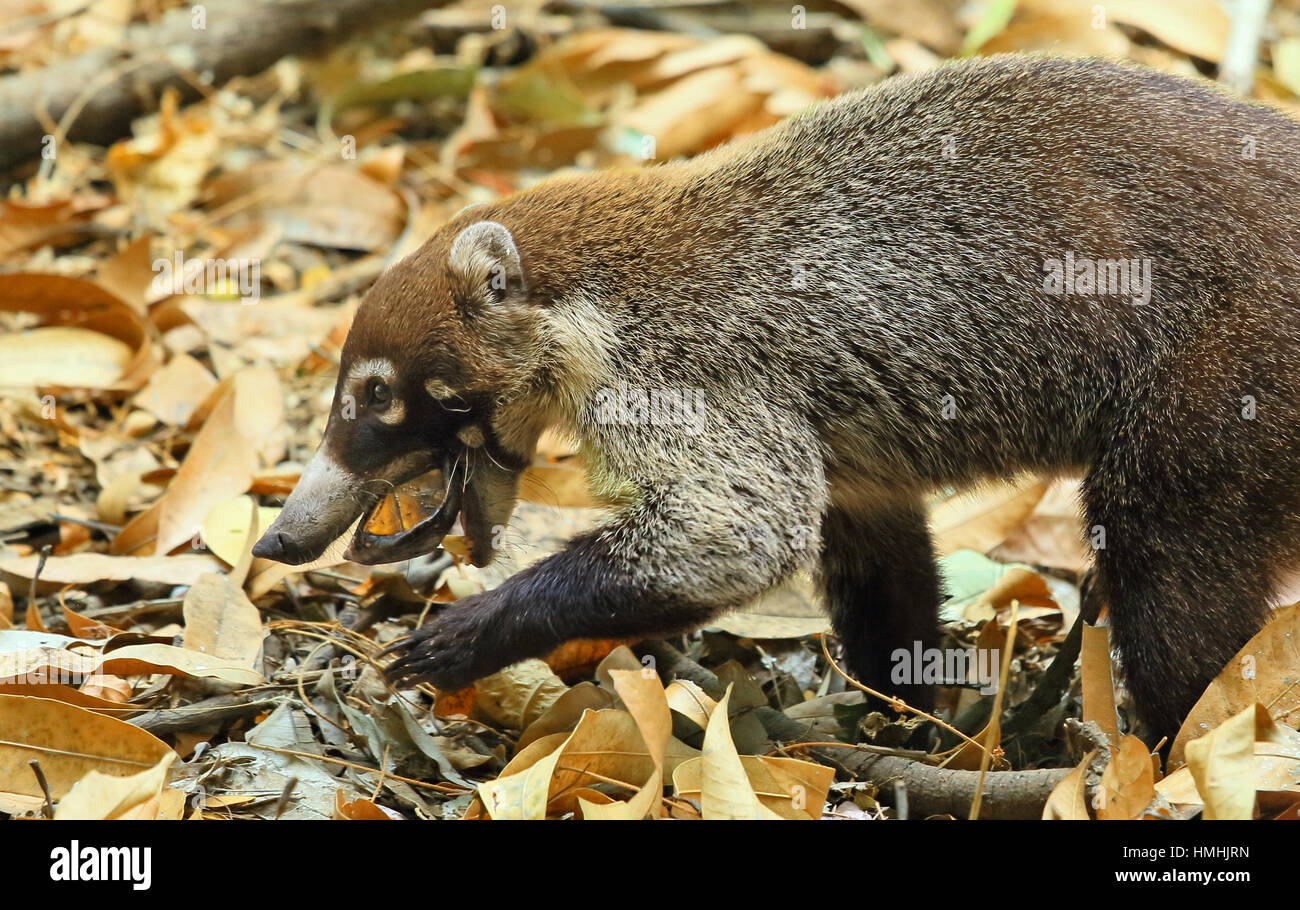 White-gerochene Nasenbär (Nasua Narica) versuchen, eine live Skorpion-Schlamm-Schildkröte (Kinosternon Scorpioides) aufzubrechen. Tropischen Trockenwald, Palo Verde National P Stockfoto