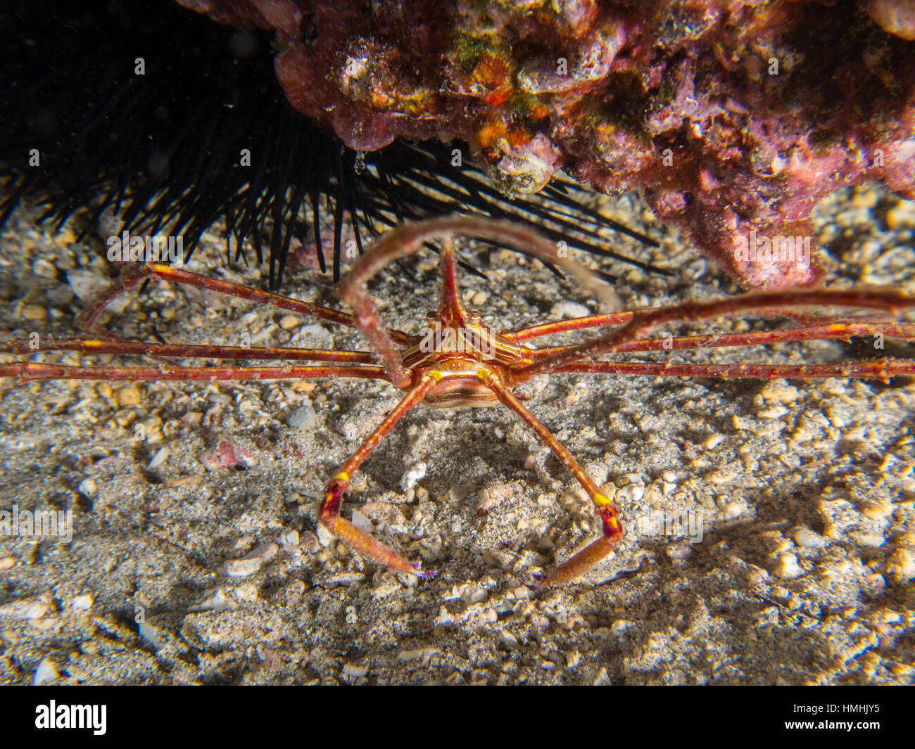 Östlichen atlantischen Pfeil Krabbe (Stenorhynchus Lanceolatus), La Graciosa, Lanzarote, Kanarische Inseln Stockfoto
