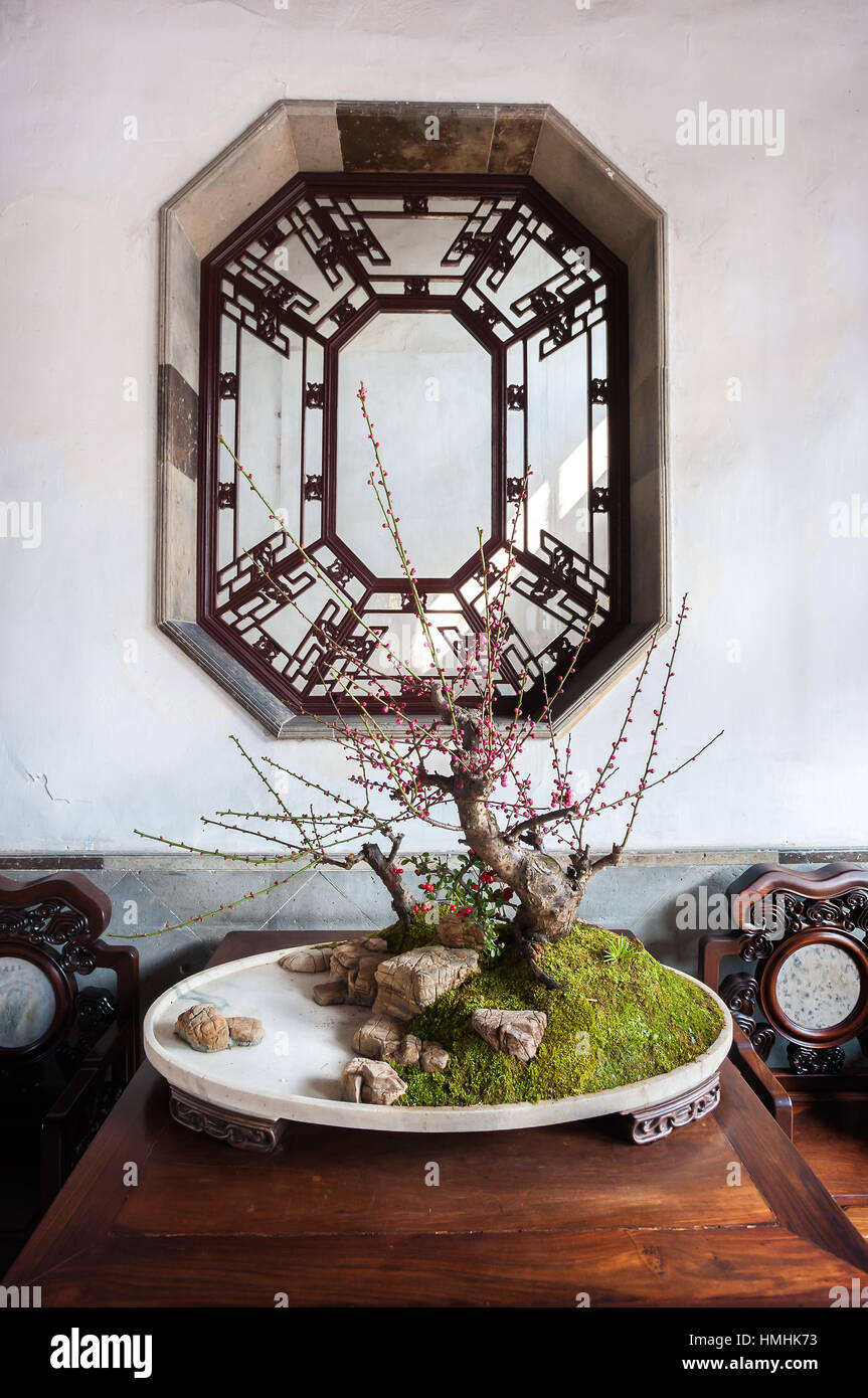 Eingemachte Bonsai-Baum im Löwen Grove Garden, Suzhou, China Stockfoto