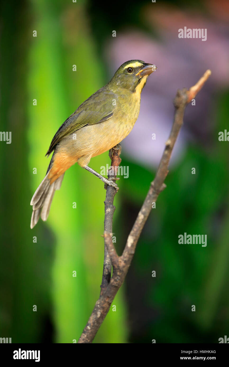 Gräulich Saltator /(Saltator coerulescens) am Baum, Pantanal, Mato Grosso, Brasilien, Südamerika Stockfoto