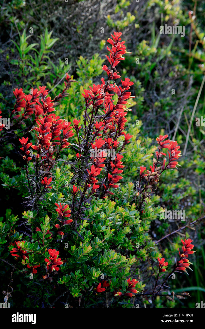 Der Indian Paintbrush Blumen (Castilleja SP.) in der Nähe der aktiven Kraters in Irazú Vulkan-Nationalpark, Costa Rica Stockfoto