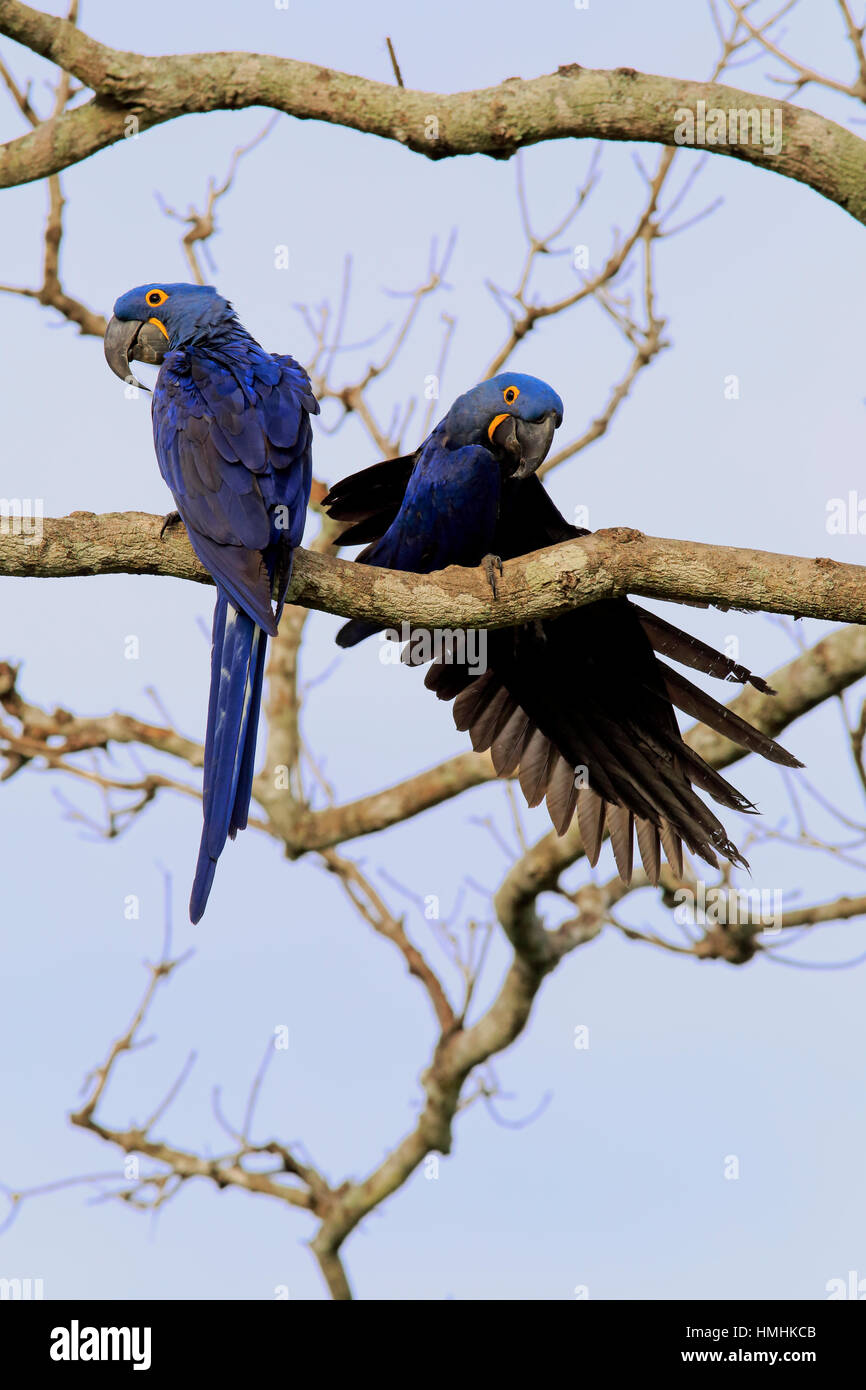 Hyazinth-Ara, blau-Ara (Anodorhynchus Hyacinthinus), alle Paare auf Baum, Pantanal, Mato Grosso, Brasilien, Südamerika Stockfoto