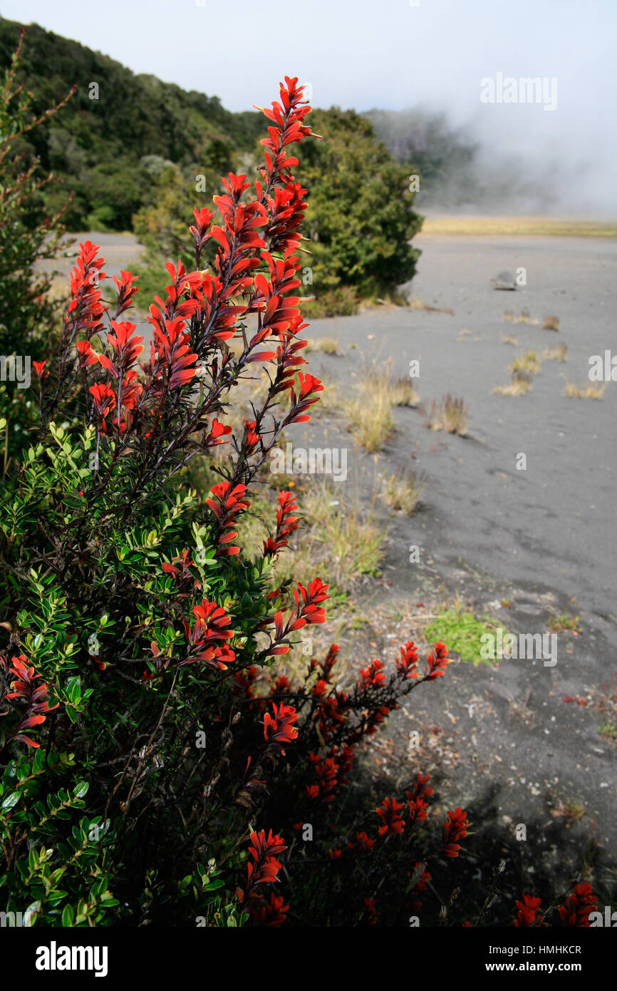 Der Indian Paintbrush Blumen (Castilleja SP.) in der Nähe der aktiven Kraters in Irazú Vulkan-Nationalpark, Costa Rica. Stockfoto