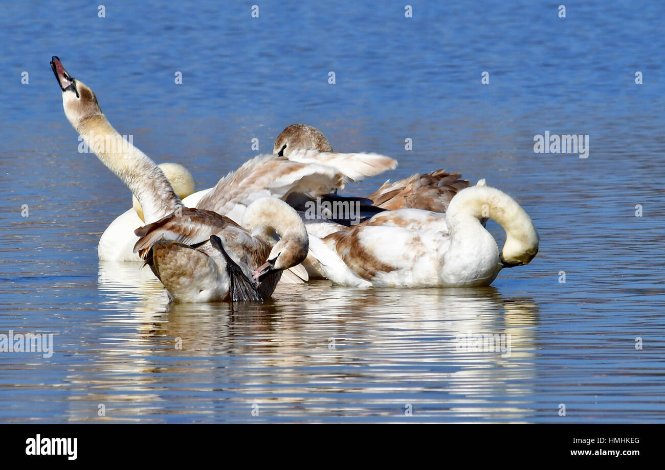 Griechenland Peloponnes A Schar von Schwänen auf küstennahen Feuchtgebieten Nafplio Nea Kios, Donnerstag, 2. Februar 2017. Stockfoto