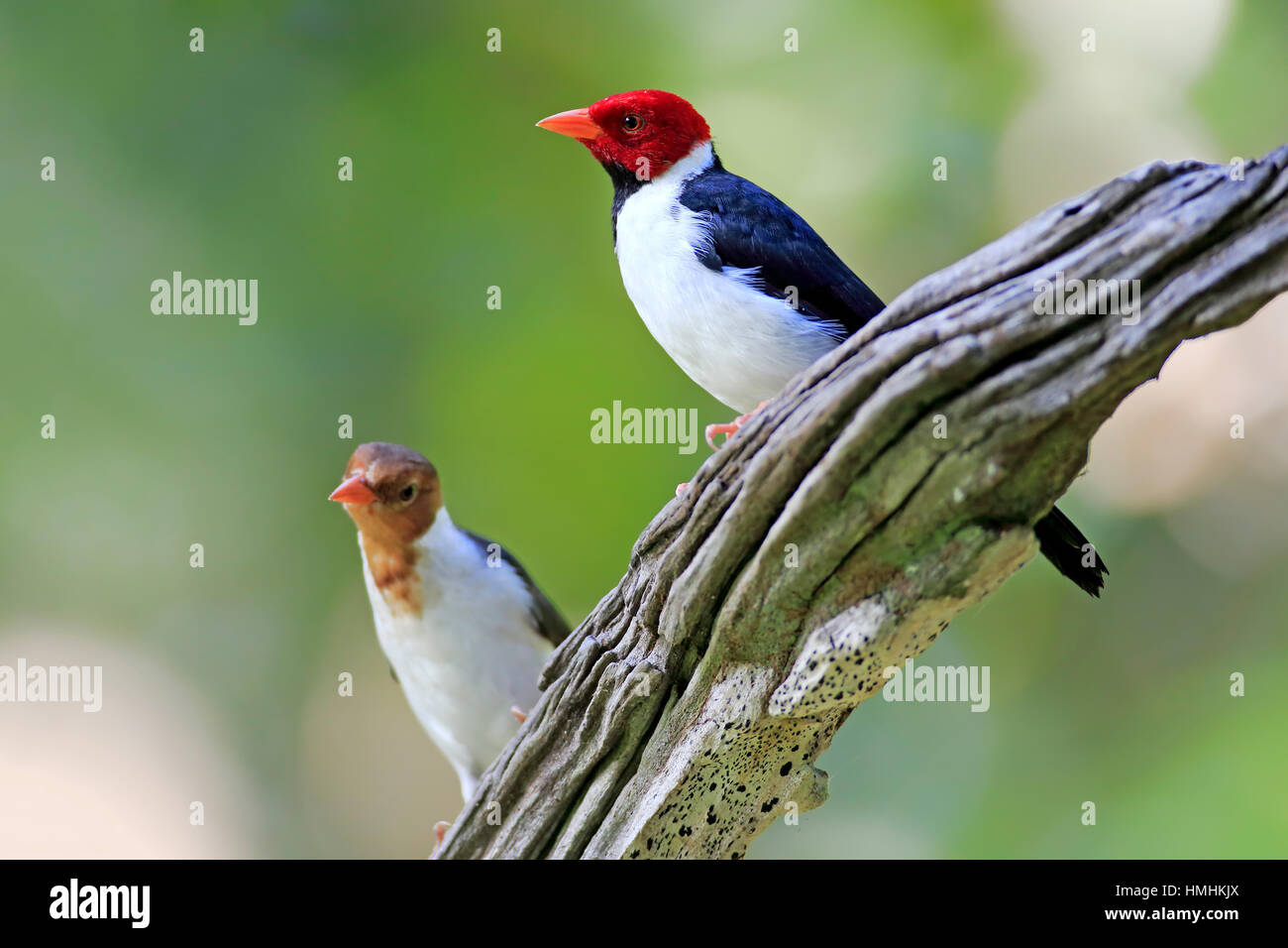 Yellow-Billed Kardinal, (Paroaria Capitata), Erwachsene mit jungen auf Ast, Pantanal, Mato Grosso, Brasilien, Südamerika Stockfoto