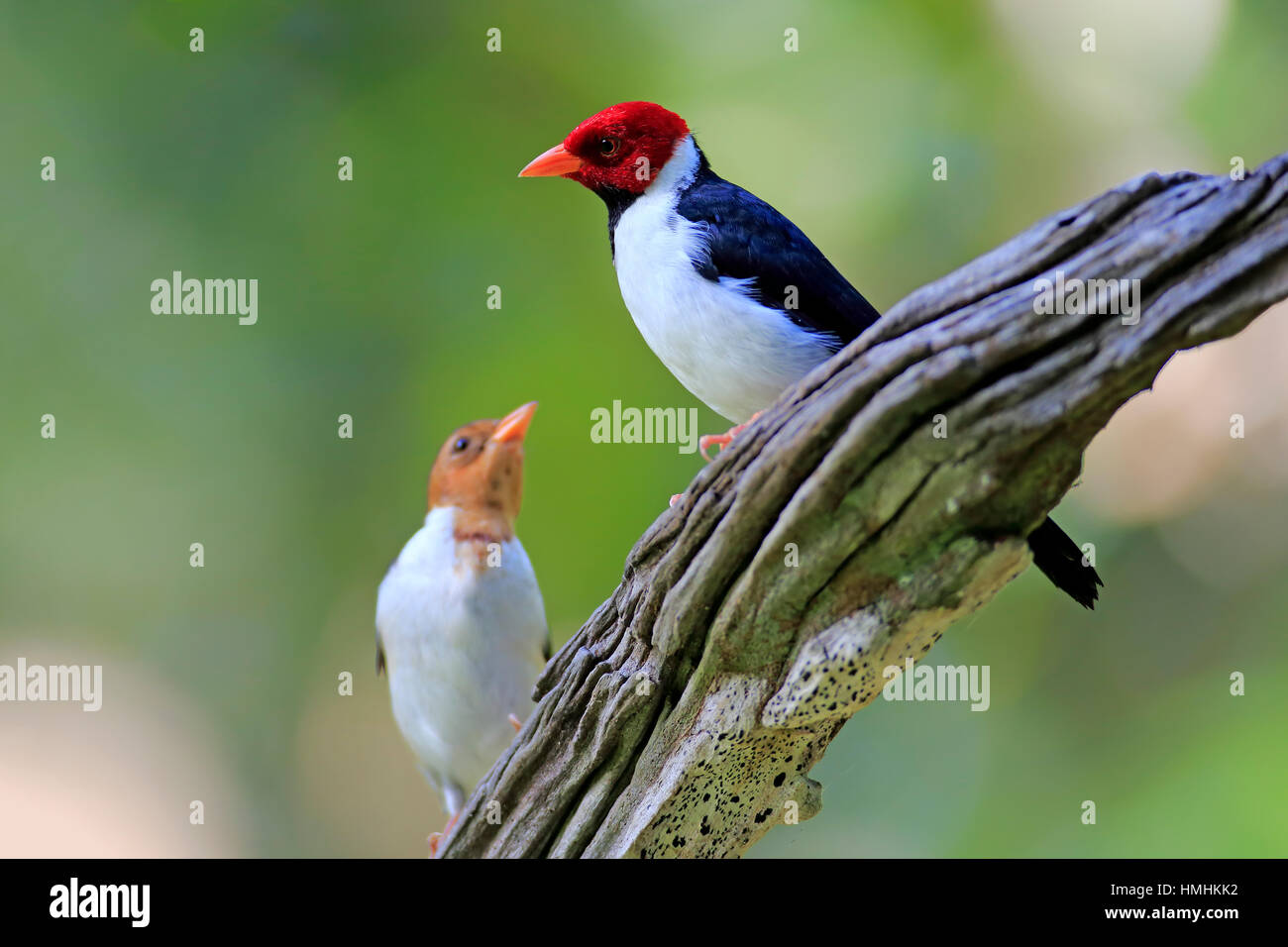 Yellow-Billed Kardinal, (Paroaria Capitata), Erwachsene mit jungen auf Ast, Pantanal, Mato Grosso, Brasilien, Südamerika Stockfoto