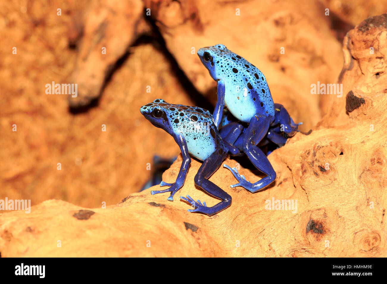 Blauer Pfeilgiftfrosch, (Dendrobates Tinctorius), zwei Erwachsene, Alarm, Südamerika Stockfoto
