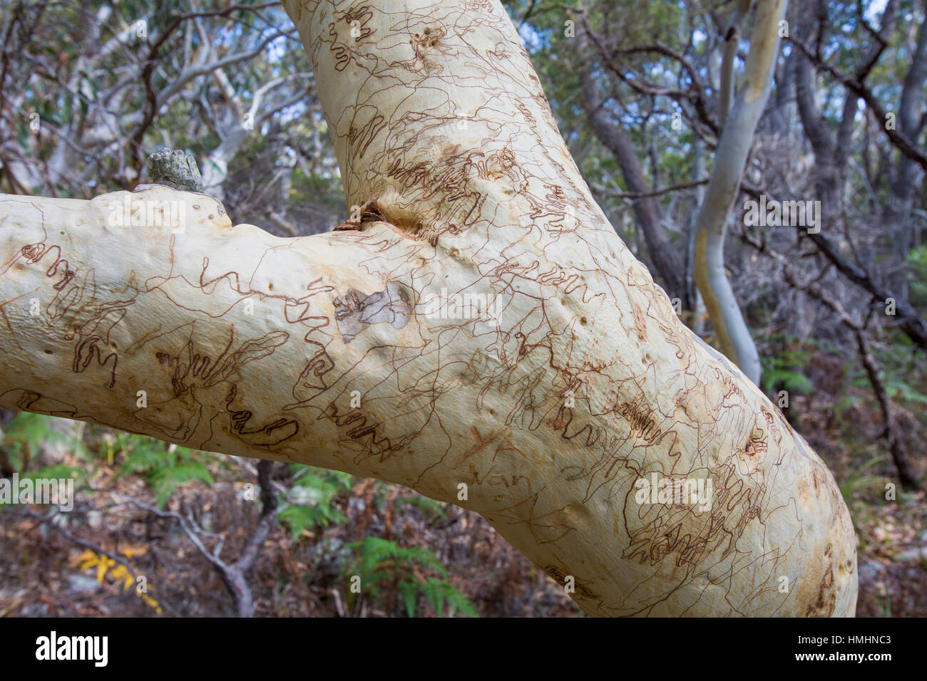 Scribbly Eukalyptusbäumen auf dem Scribbly Gum Spaziergang zwischen Hyams Beach und Greenfield Beach an der südlichen Küste von New South Wales, Jervis Bay, Australien Stockfoto