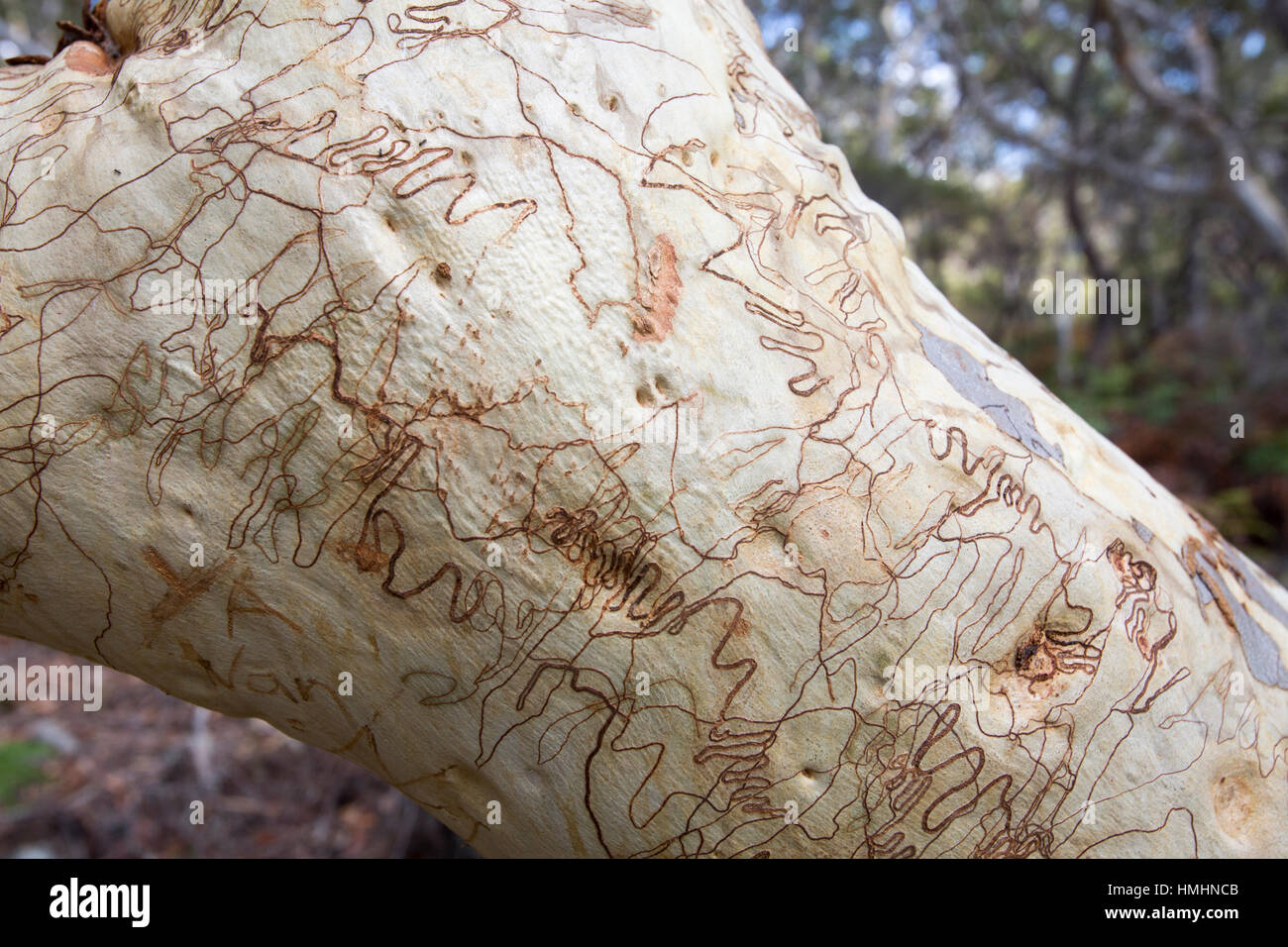 Scribbly Eukalyptusbäumen auf dem Scribbly Gum Spaziergang zwischen Hyams Beach und Greenfield Beach an der südlichen Küste von New South Wales, Jervis Bay, Australien Stockfoto