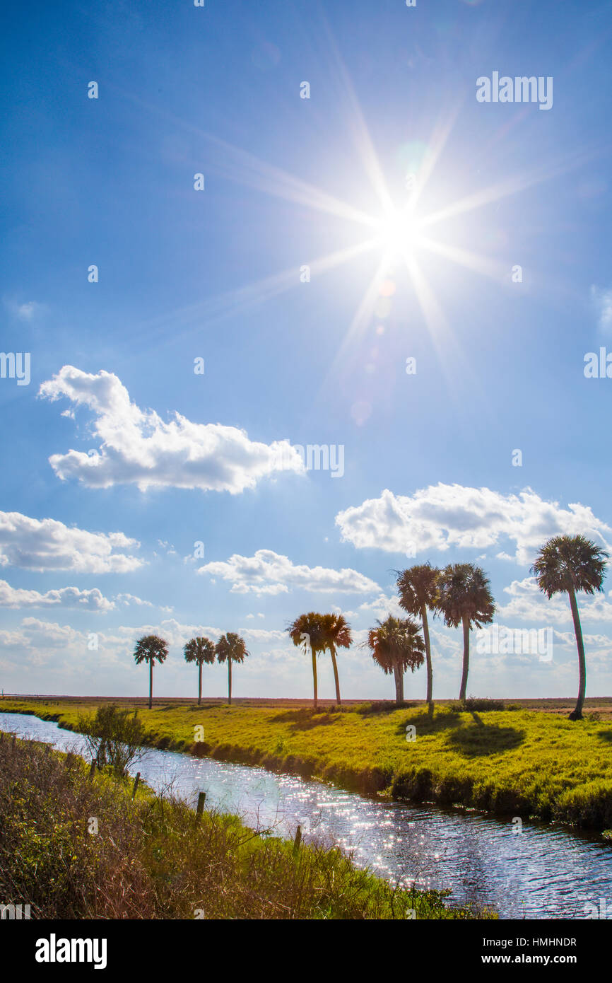 Palmen über Wasserkanal im Süden von Zentral Florida Stockfoto