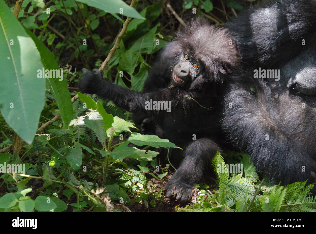 Gorilla-Mutter mit 6 Monate alten Baby in den Wald, Parc National des Vulkane, Ruanda Stockfoto