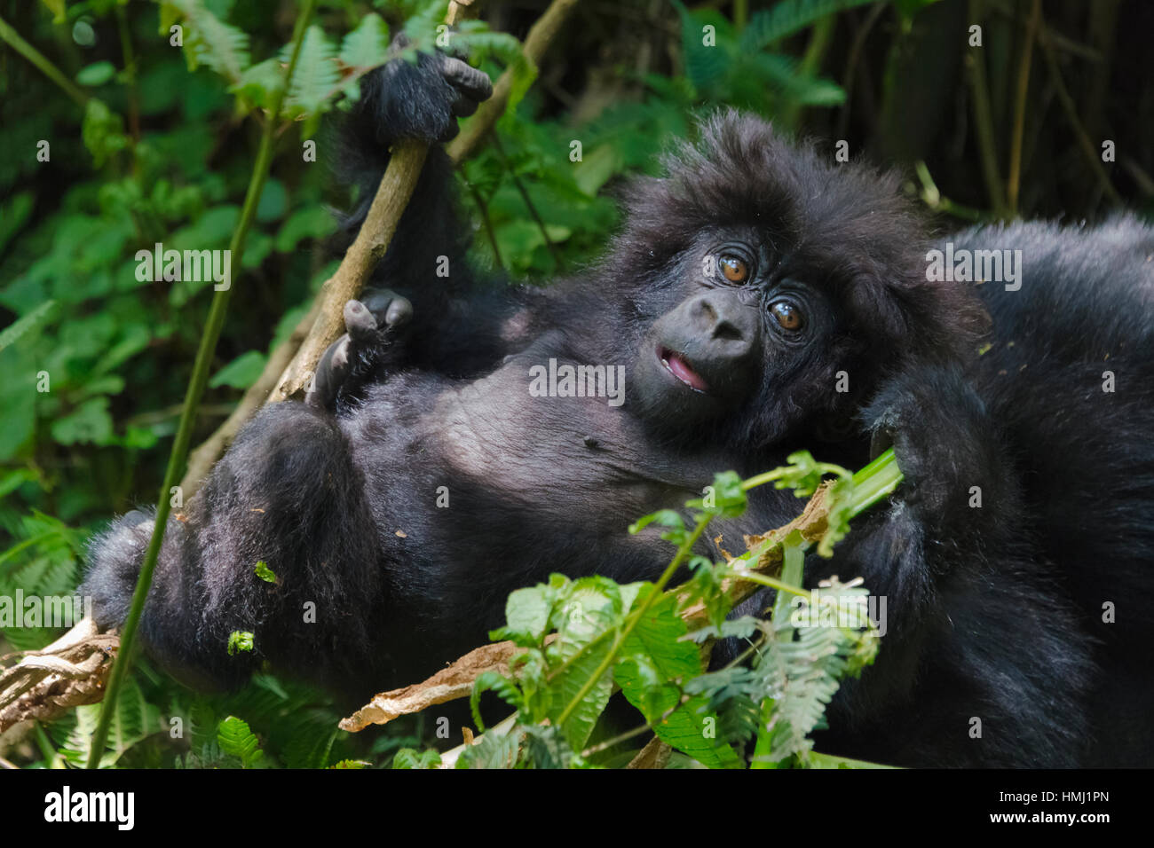 Gorilla-Mutter mit 6 Monate alten Baby in den Wald, Parc National des Vulkane, Ruanda Stockfoto