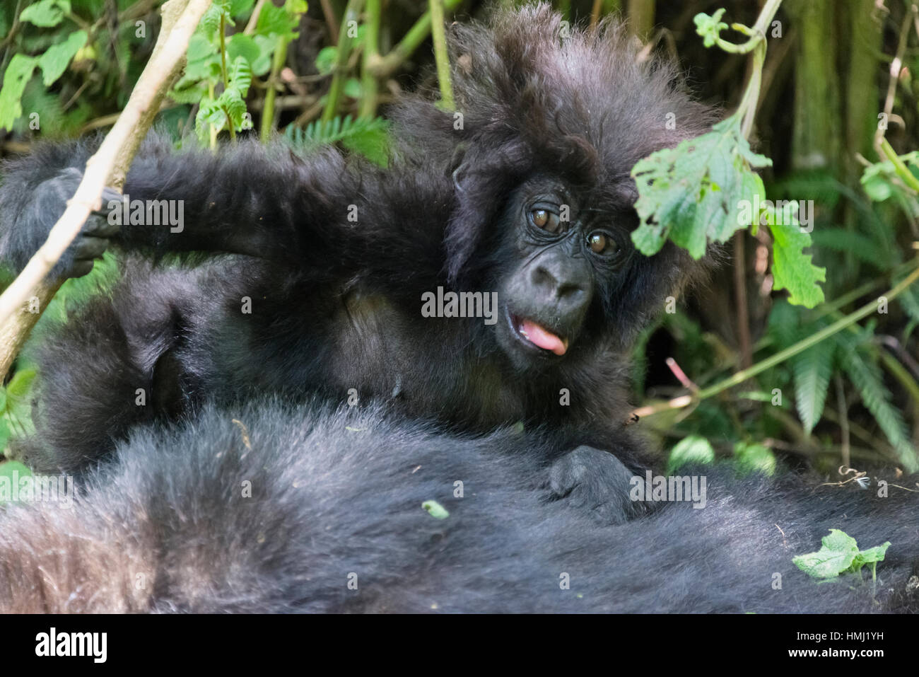 6 Monate altes Baby in den Wald, Parc National des Vulkane, Ruanda Stockfoto