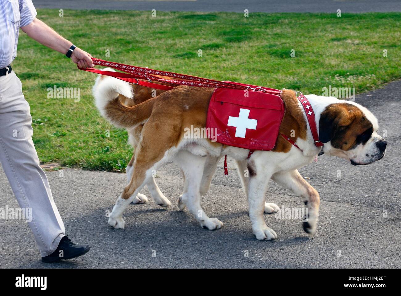Zwei Bernhardiner Hunde bei einem Spaziergang, Genf, Schweiz  Stockfotografie - Alamy