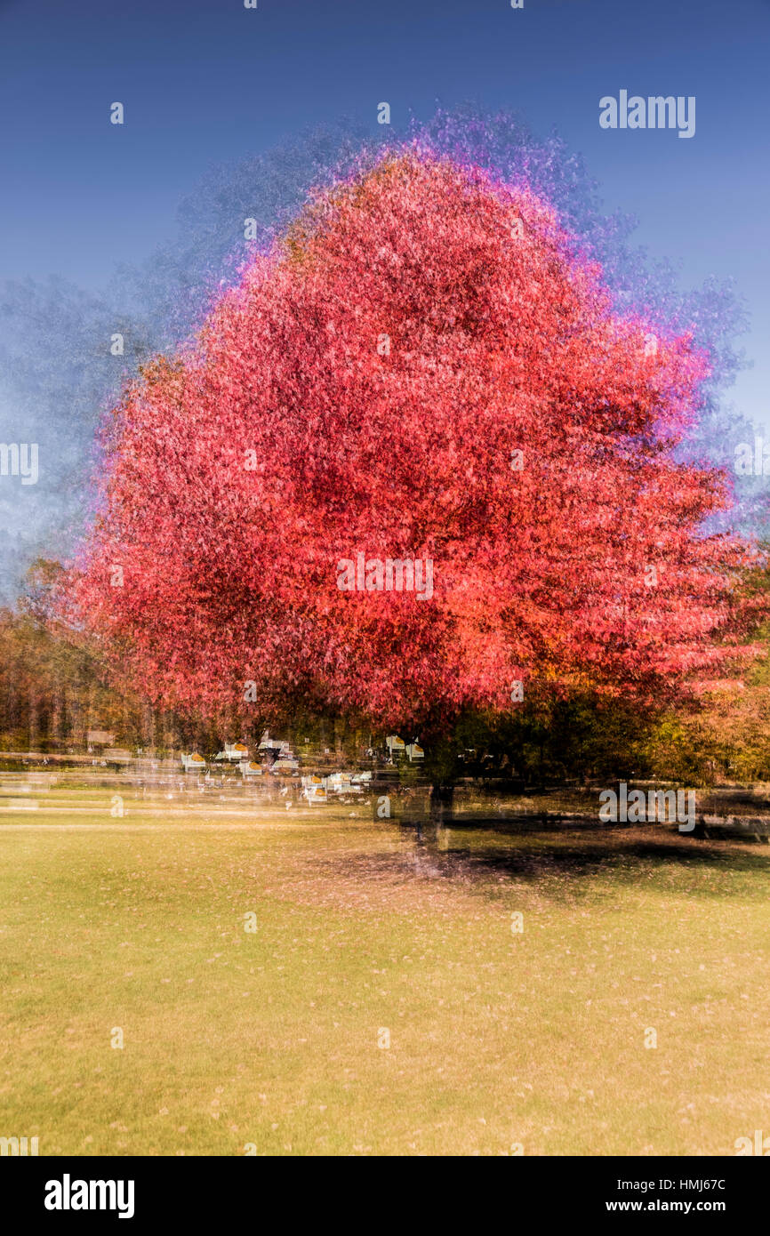 Impressionistische Red Tree, New England, Mehrfachbelichtungen, 18. Oktober 2016 Stockfoto