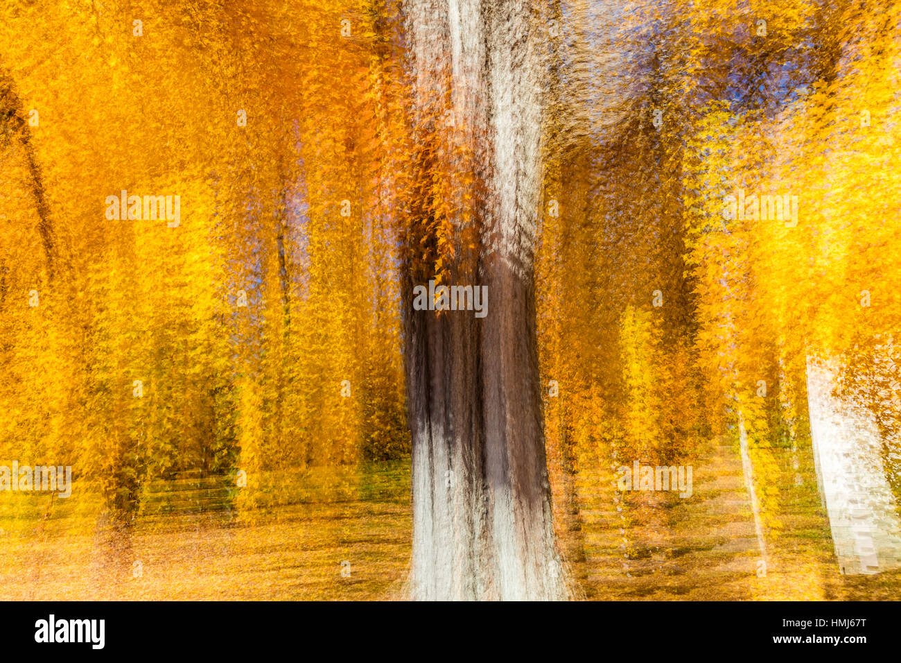 Impressionistische gelbe Baum, New England, Mehrfachbelichtungen, 18. Oktober 2016 Stockfoto