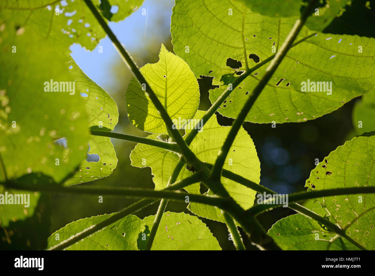 Hintergrundbeleuchtung auf Blätter des furchterregenden Riesen Baum, Dendrocnide Excelsa, auch als australische Brennnessel Baum, Fibrewood, Gimpi Gimpi stechen, Stockfoto