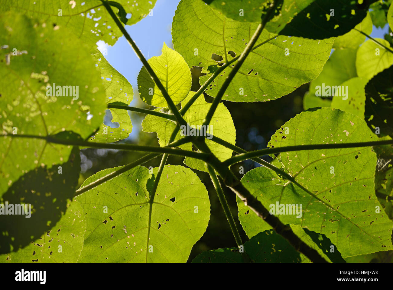 Hintergrundbeleuchtung auf Blätter des furchterregenden Riesen Baum, Dendrocnide Excelsa, auch als australische Brennnessel Baum, Fibrewood, Gimpi Gimpi stechen, Stockfoto
