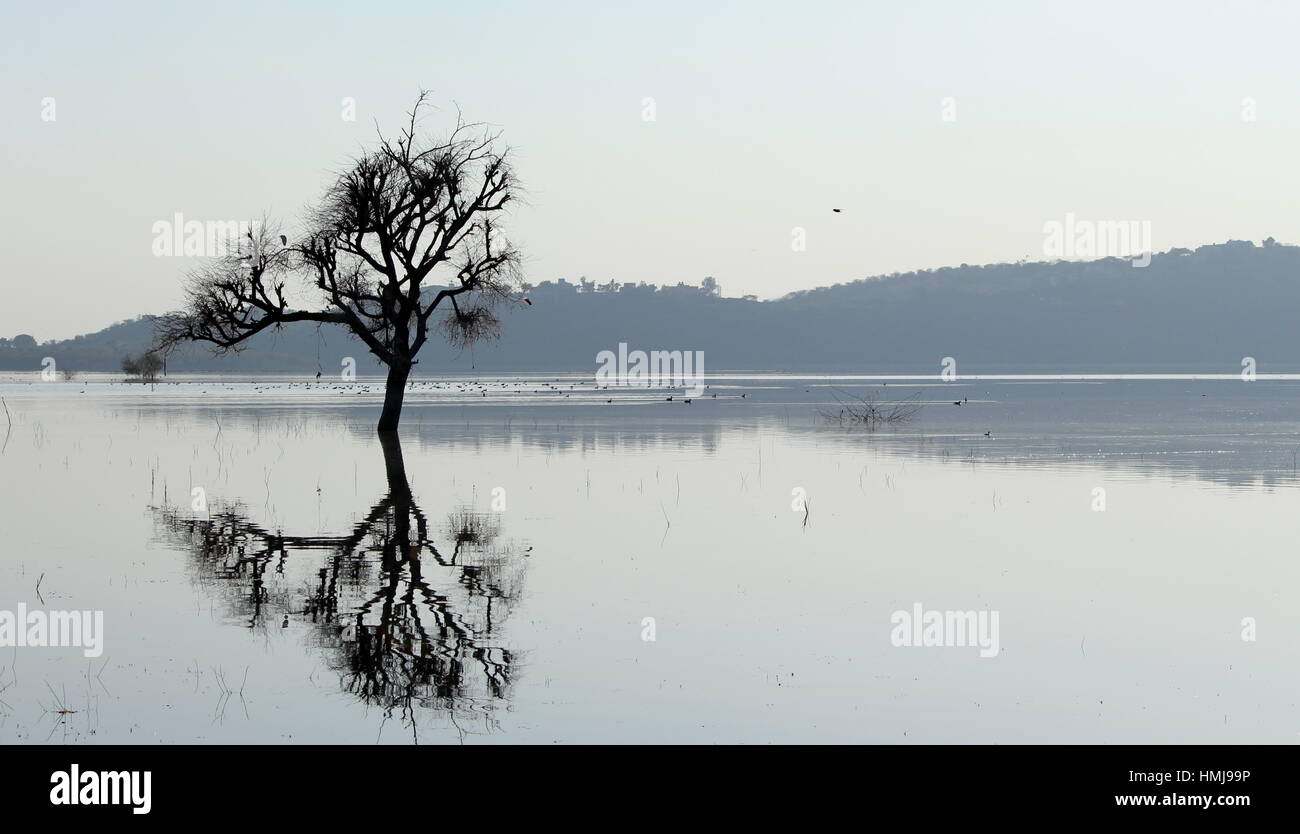 Silhouette Baum und Landschaft Stockfoto