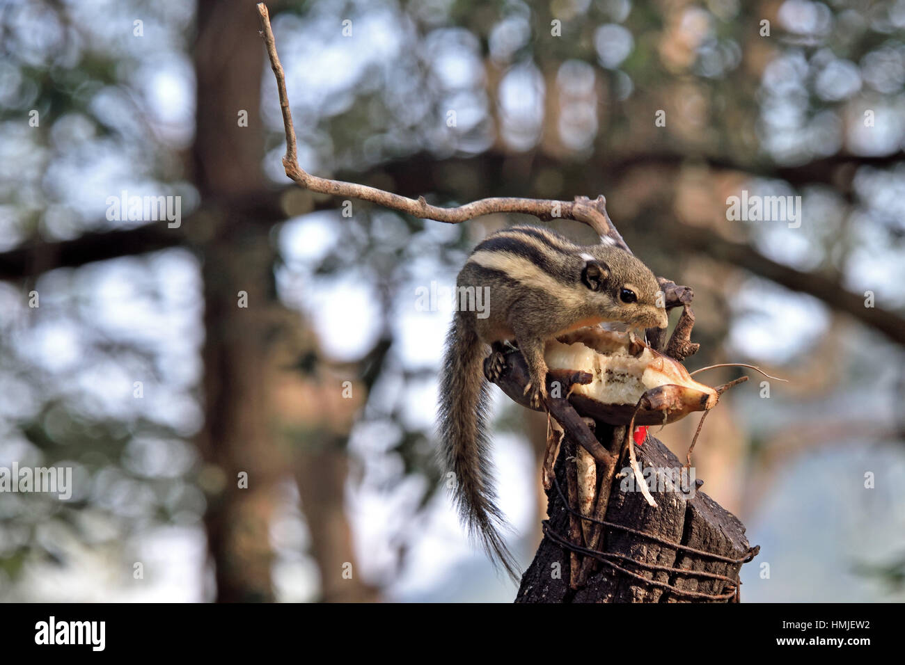 Ein Himalaya-gestreiften Squirrell (Tamiops Mcclellandii) genießen Sie eine Banane in einem Garten in Kaeng Krachan im Westen Thailands Stockfoto