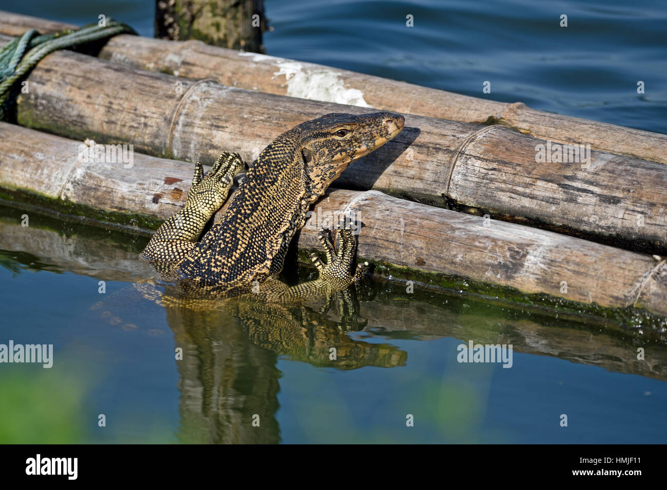 Eine mittlere asiatischer Wasser-Monitor (Varanus Salvator Macromaculatus) in den Teichen von Laem Pak Bia im Westen Thailands Stockfoto