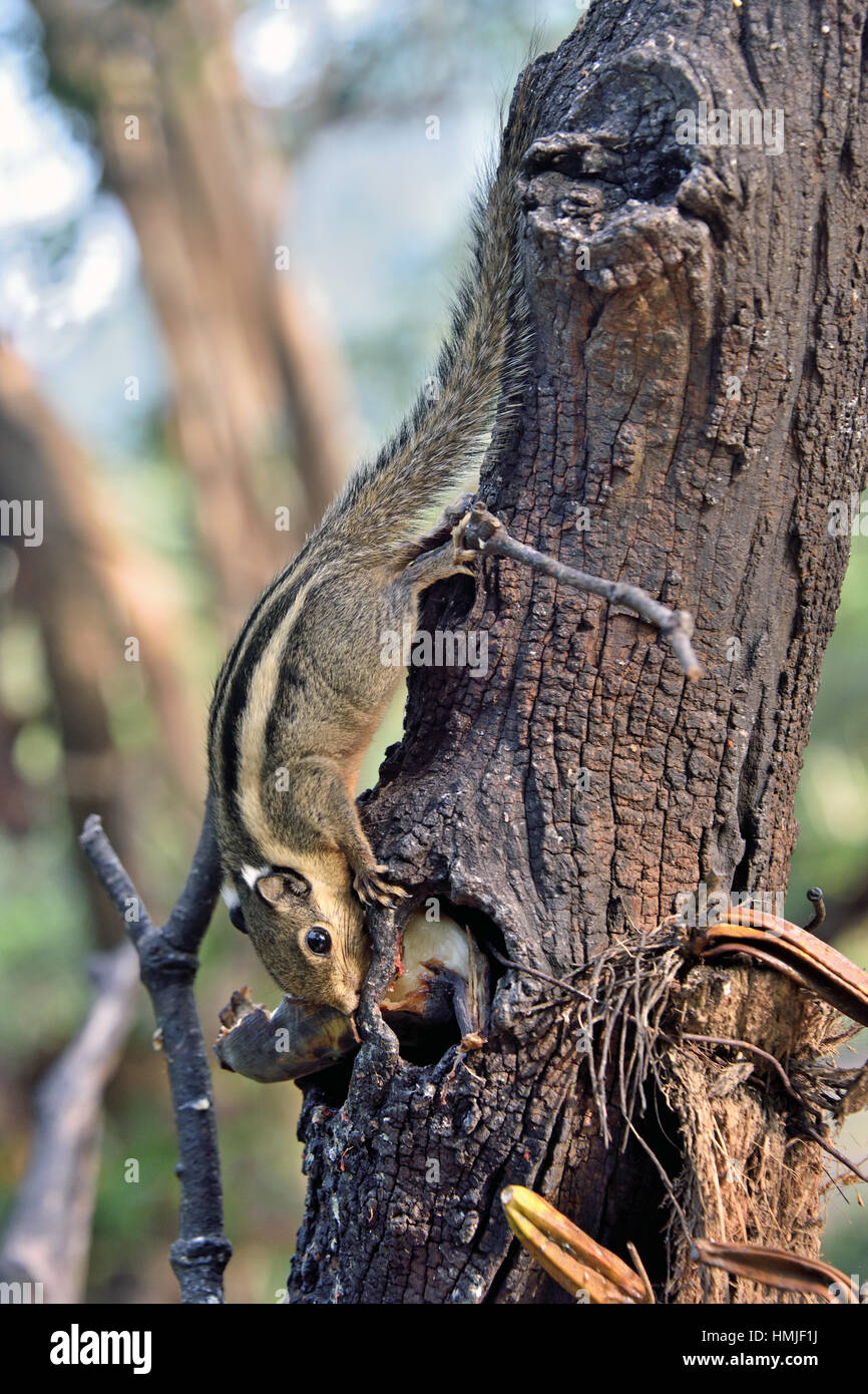 Ein Himalaya-gestreiften Squirrell (Tamiops Mcclellandii) genießen Sie eine Banane in einem Garten in Kaeng Krachan im Westen Thailands Stockfoto