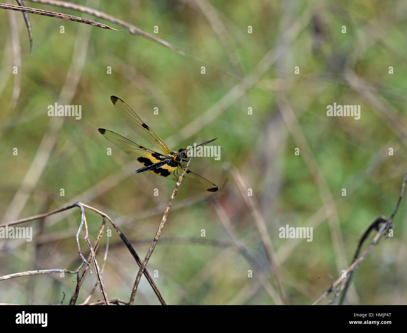 Eine männliche bunte Flutterer Libelle (Rhyothemis Variagata) oder gemeinsame Bild Flügel auf einem Zweig am Meer im Westen Thailands Stockfoto