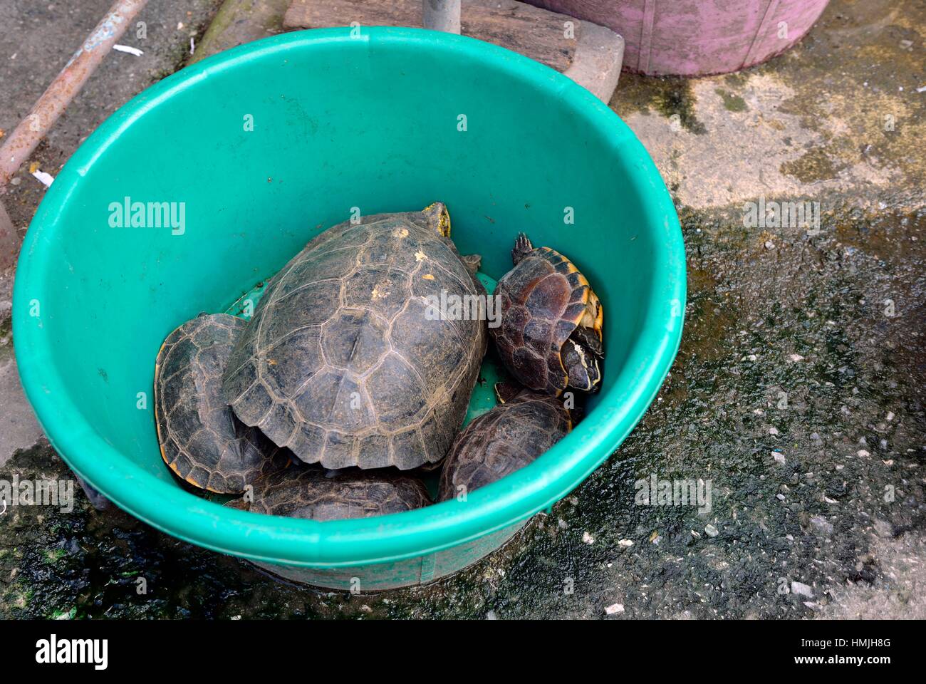 Leben Sie Schildkroten In Einer Garkuche In Einem Markt Lopburi Thailand Asien Stockfotografie Alamy