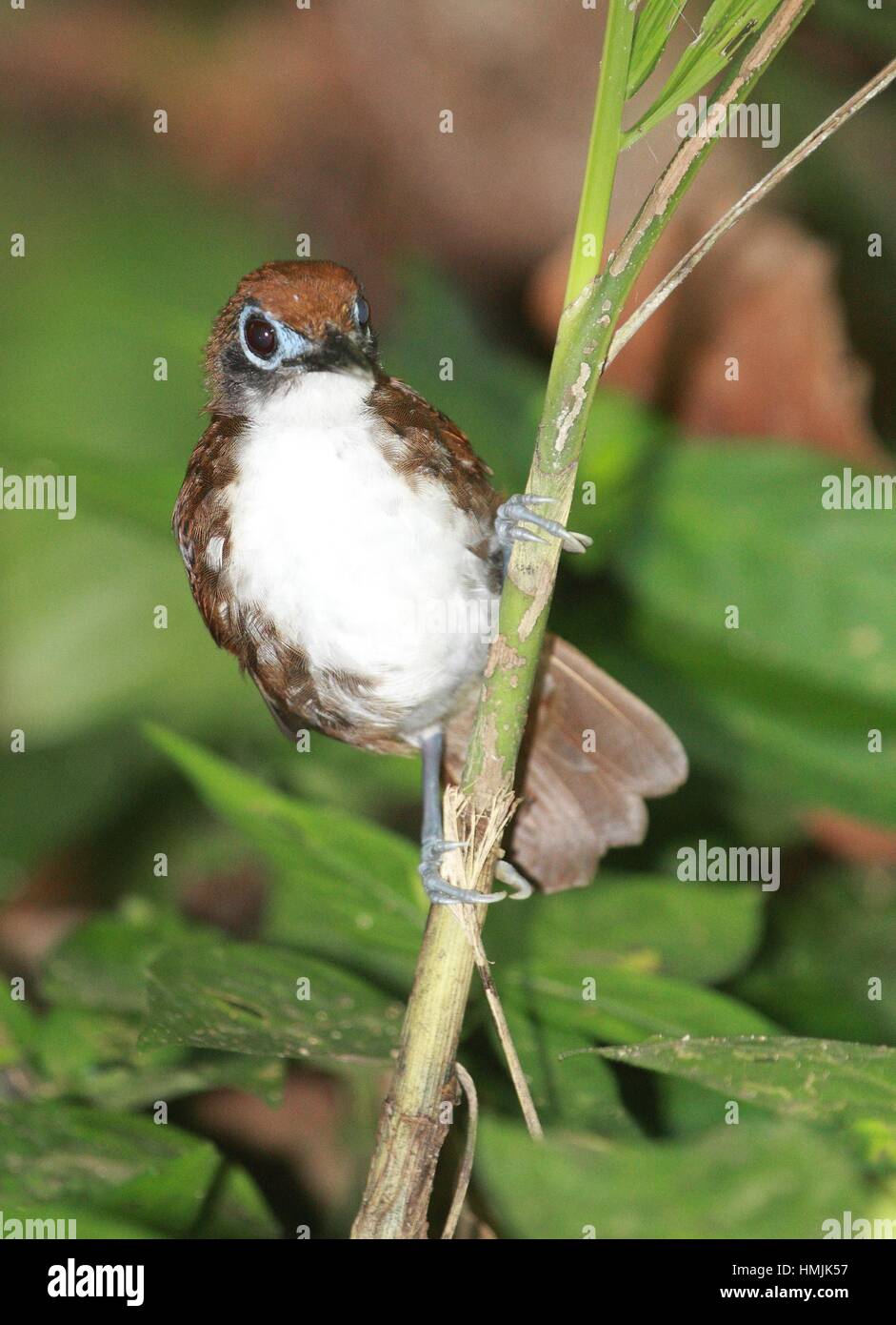 Hormigero Bicolor (Gymnopithys Leucaspis) En el Parque Nacional de