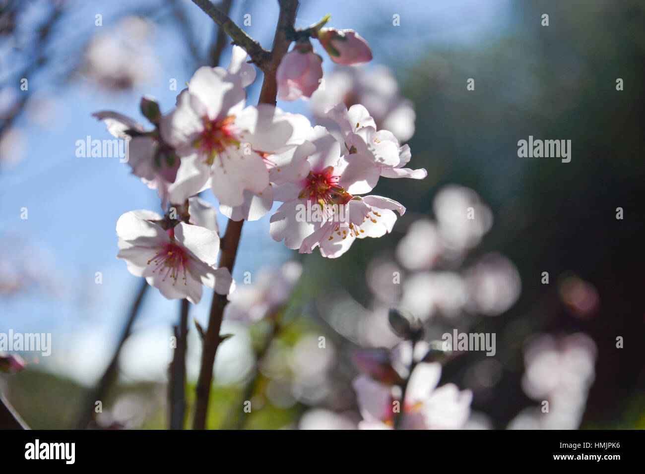 Mandelbäume blühen Stockfoto