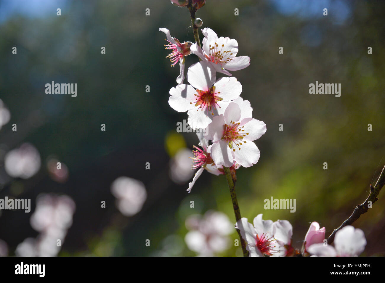 Mandelbäume blühen Stockfoto