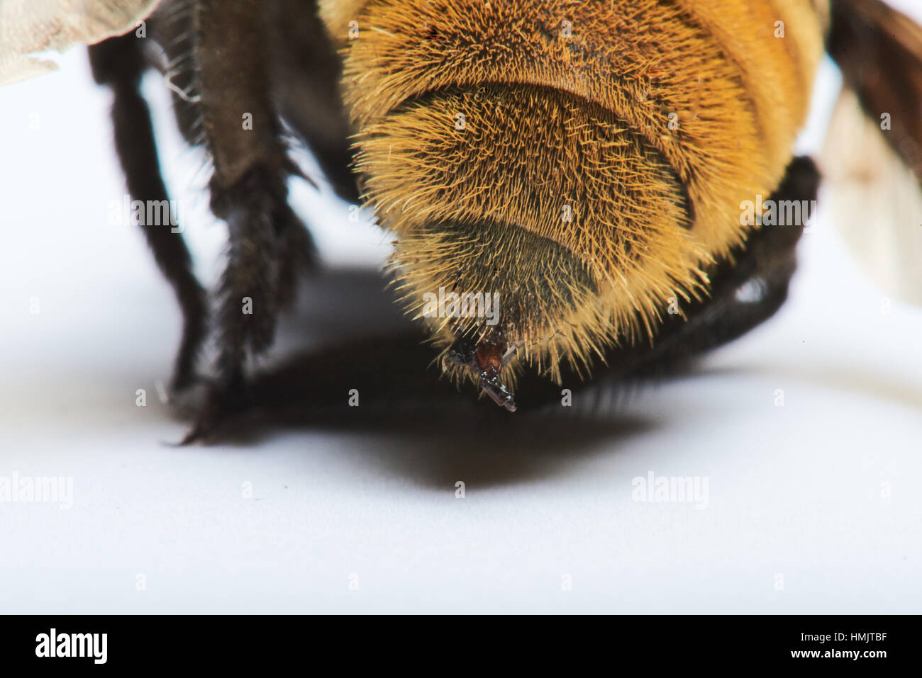 Nahaufnahme von einem Bienenstich Bumble auf weißem Hintergrund Stockfoto