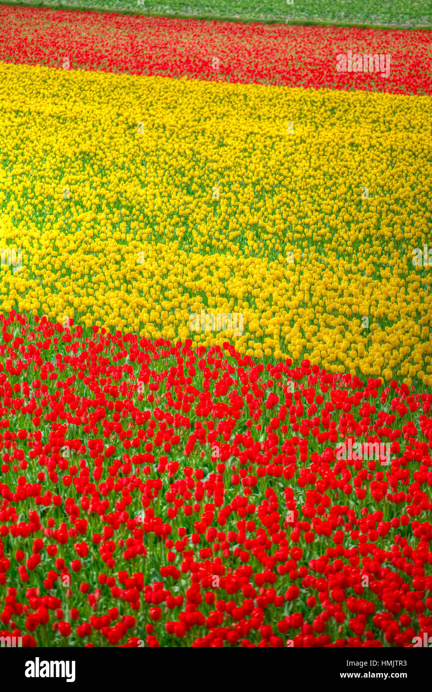 gelbe Tulpen blühen im Frühjahr Feld in Holland Stockfoto