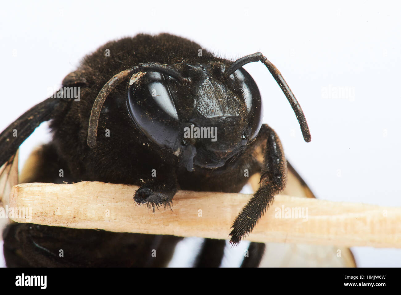 Hummel holding eine Übereinstimmung Nahaufnahme auf weißem Hintergrund Stockfoto