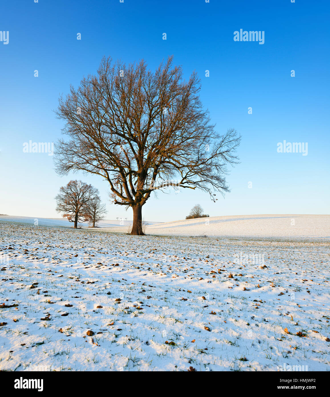 Einsame Eichen im Winter, verschneiten Feld, Burgenlandkreis, Sachsen-Anhalt, Deutschland Stockfoto