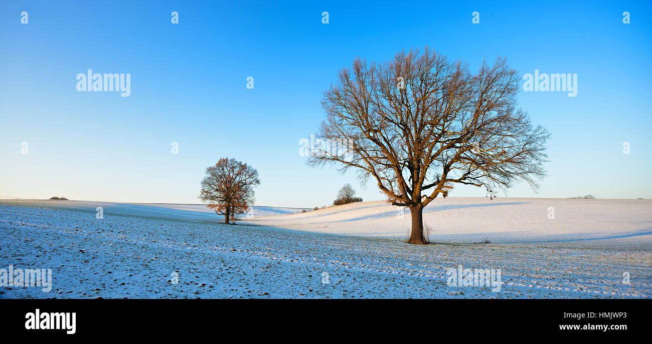 Einsame Eichen im Winter, verschneiten Feld, Burgenlandkreis, Sachsen-Anhalt, Deutschland Stockfoto