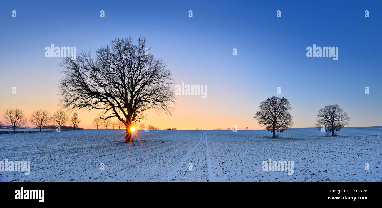 Einsame Eichen im Winter, schneebedecktes Feld, Sonnenuntergang, Burgenlandkreis, Sachsen-Anhalt, Deutschland Stockfoto