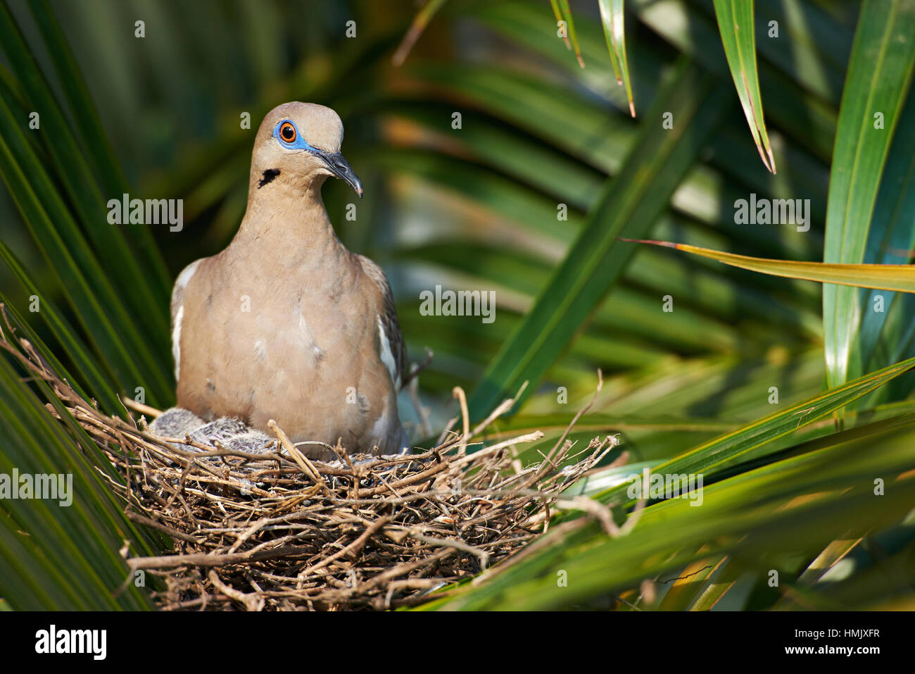 Taube im Nest mit Babes auf grünen Palmen Blätter Stockfoto